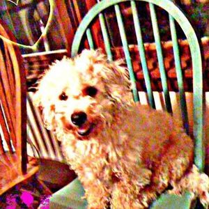 Meet your Posher, Erin